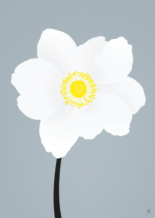 Anemone Anemone