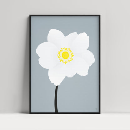 Anemone  Anemone